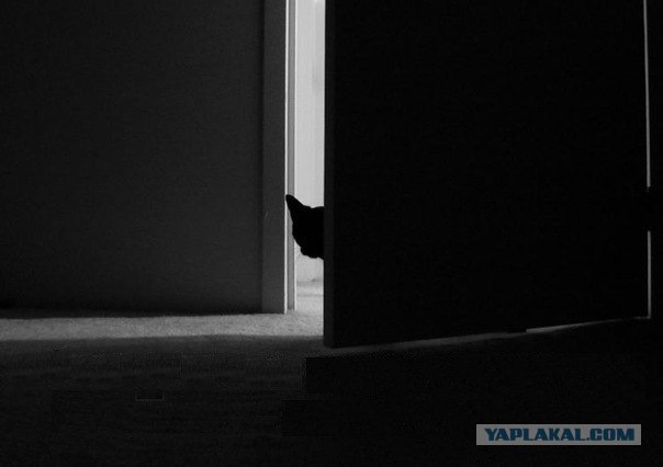 Котовторник (10.01.2012)