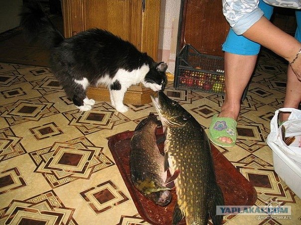 Котовторник 10.04.2012