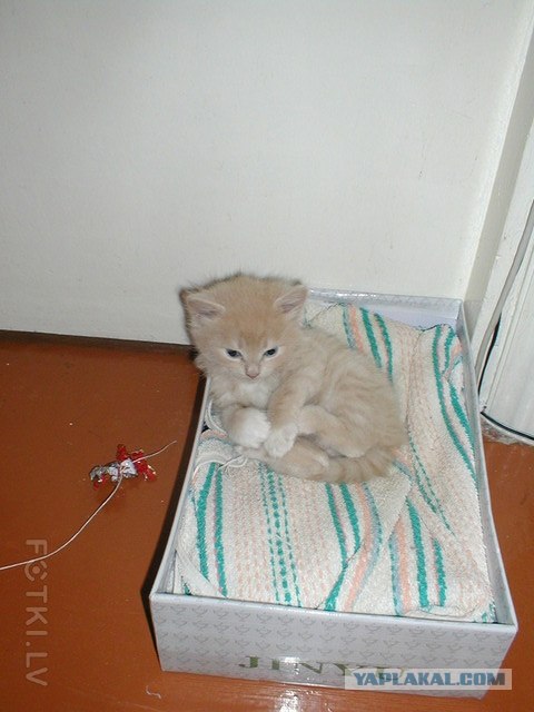 Котовторник   5.06.2012