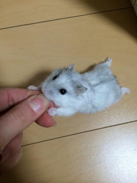 Живность из сети