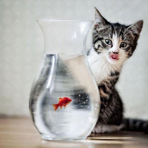 Забавные фото котеек