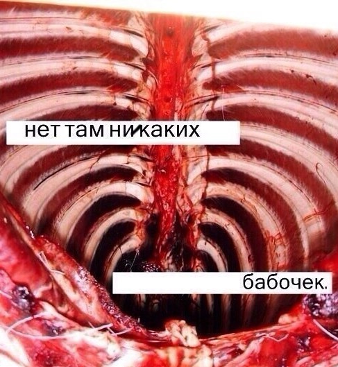 стырнета