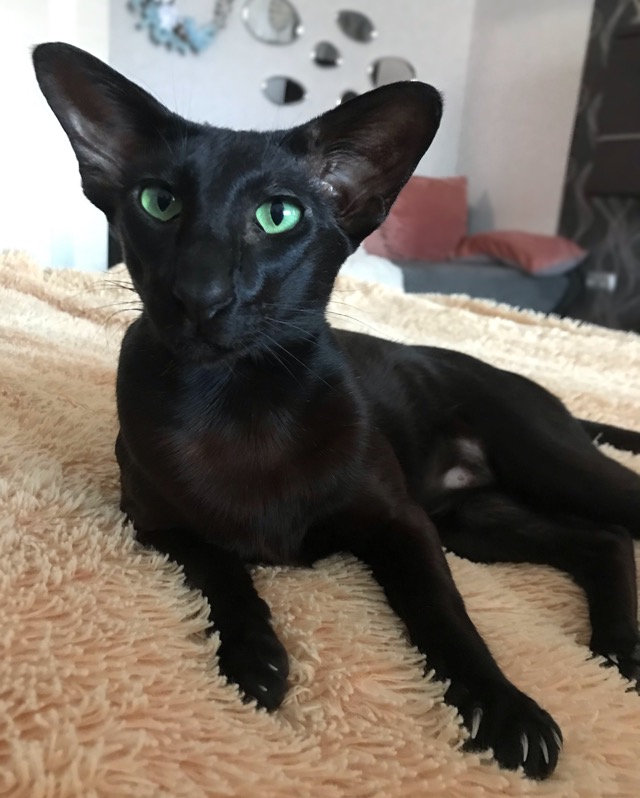 Котовторник же!