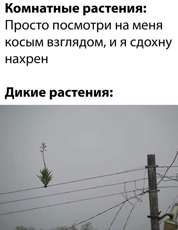 Весёлый полтишок 20.07