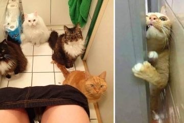 Коты, которые чихать хотели на ваше личное пространство