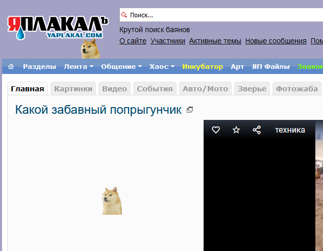 Как поймать собаку
