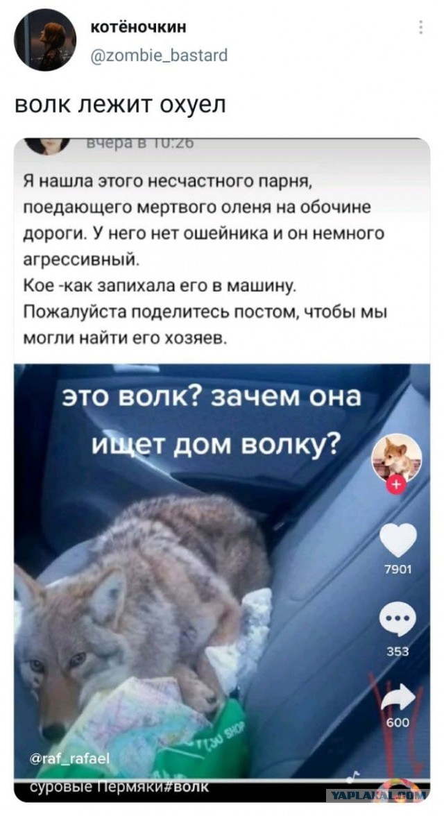 Бедный волк...