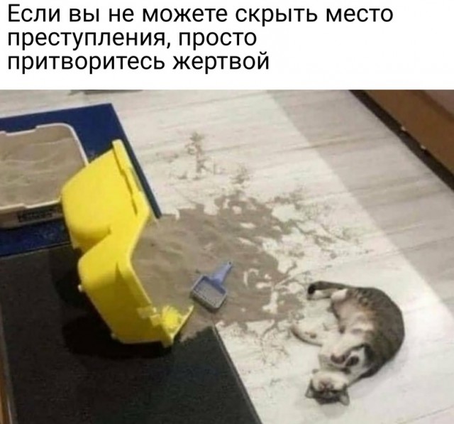Кошачье проклятье!