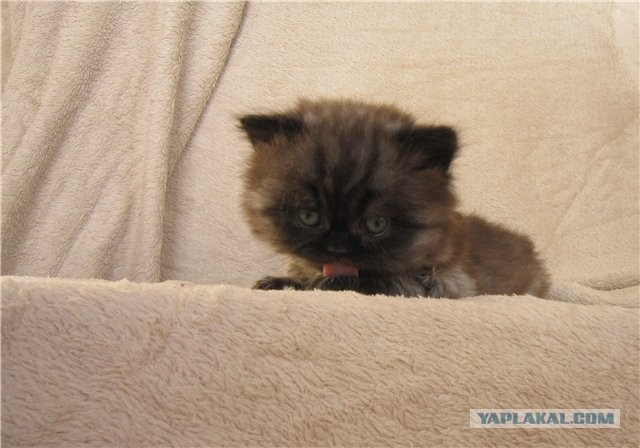 Котовторник 30.04.2013