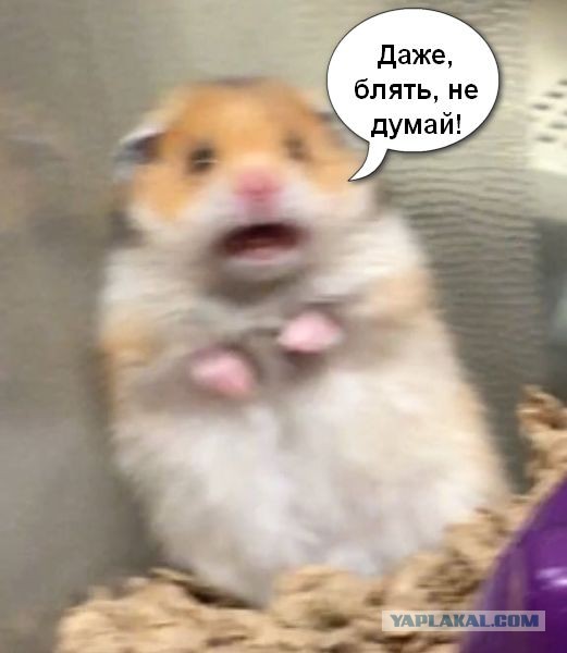 Техника "хомячок"