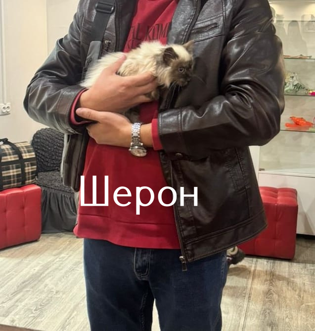 Жизнь домашнего приюта "Котоленд" 518