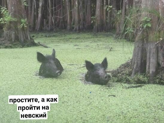 Когда не с кем выпить
