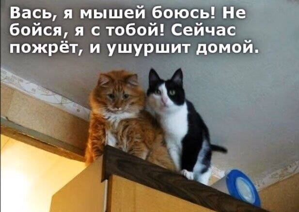 Картиночки, баянчики 30 января