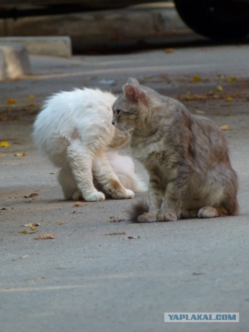 Котовторник 23.07.2013