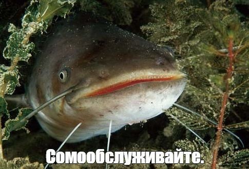 П@здец... Допился..