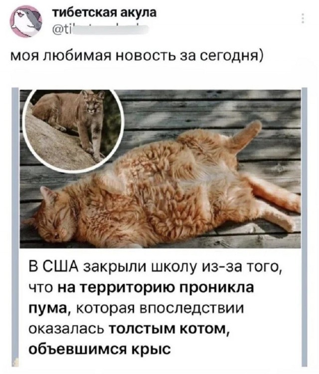 К котовторнику: подборка картинок-баянов с котиками и про котиков. Выпуск 45.