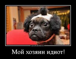 Подстригли кота