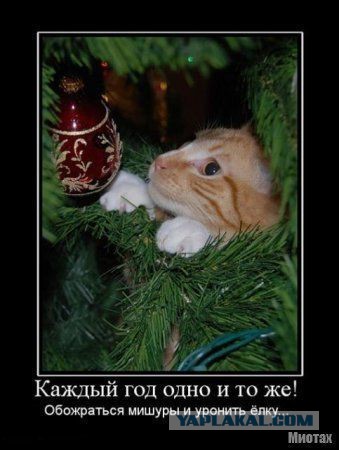 Кот и елка - опасное сочетание