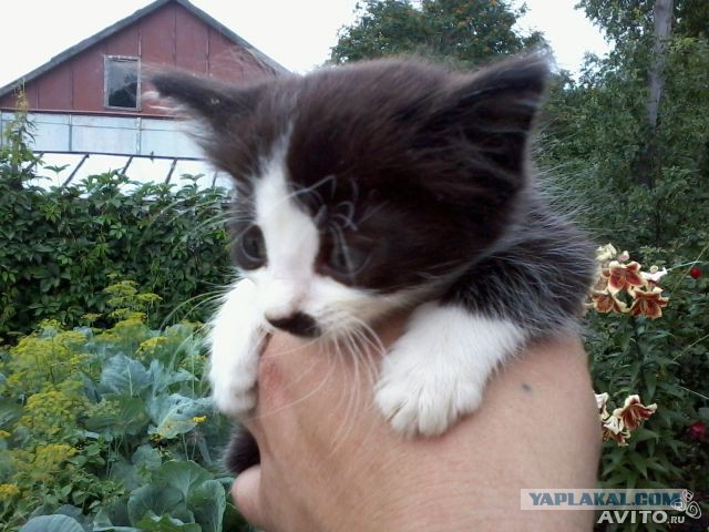 Котовторник 6.05.2014