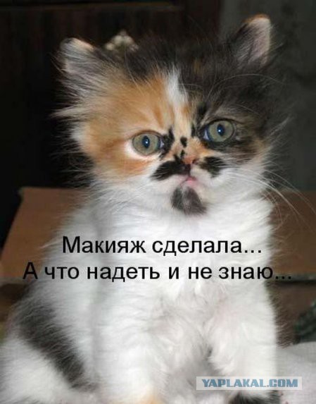 Котовторник 27.5.2014