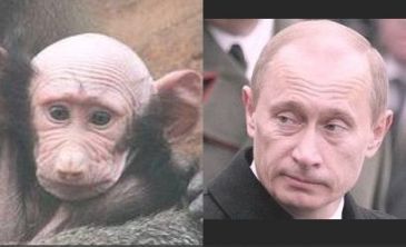 Звериная политика
