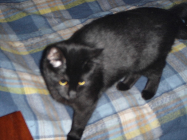Котовторник 23.09.2014.