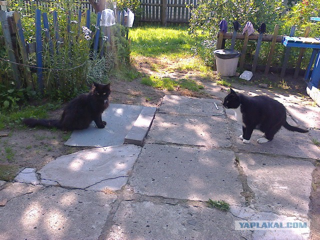 Котовторник 30.09.2014