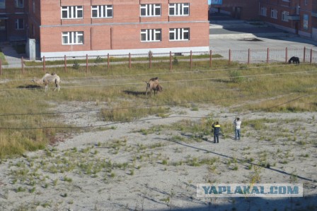 Хочу в Россию.