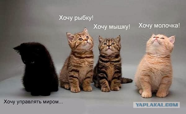 Весёлое из сети