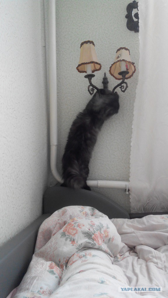 Котовторник