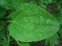 Славной Юкки пост.