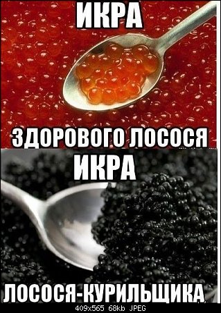Про икру и дураков