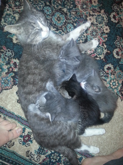 Котовторник 11.08.2015