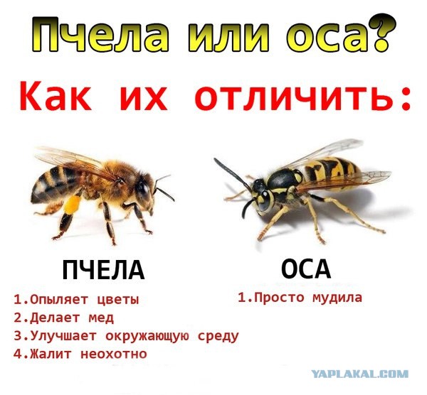 Шершень против пчел