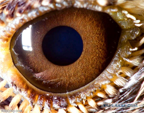 Макросъемка глаз животных