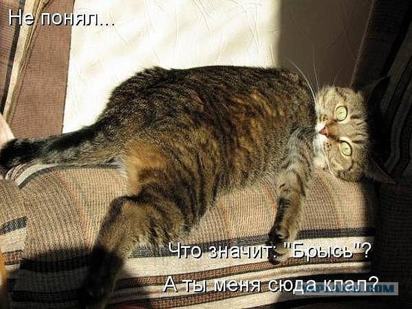 Удивление по-кошачьи