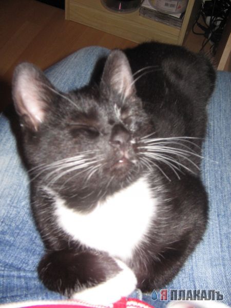 Коты, кошки, котята