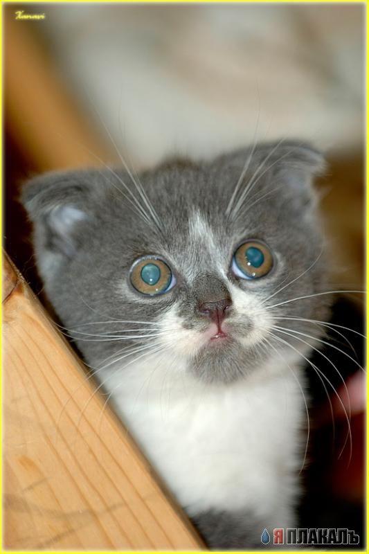 Коты Среды