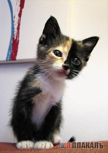 Котовторник!
