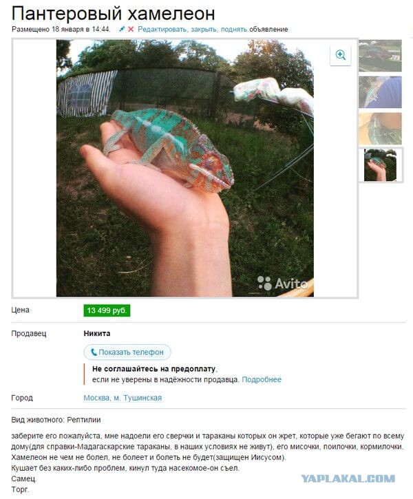 Объявления с Авито