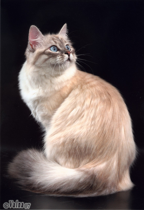 Коты, кошки, котята