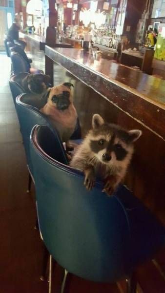Прикольные животные