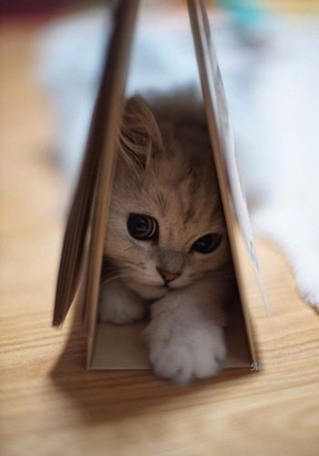 Коты и Кошки