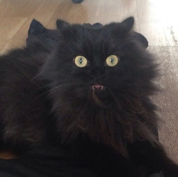 Коты и Кошки