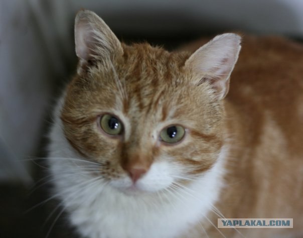 Рыжий котовторник на ЯПлакал!, Смотрим  и добавляем!