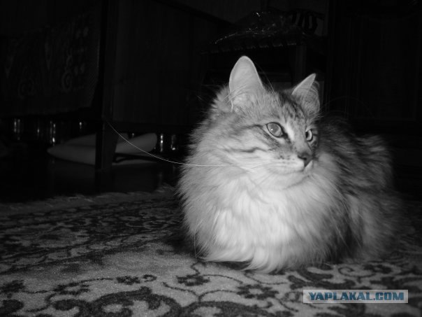 Котовторник на ЯПлакалъ