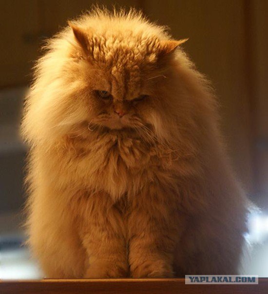Котовторник: начало