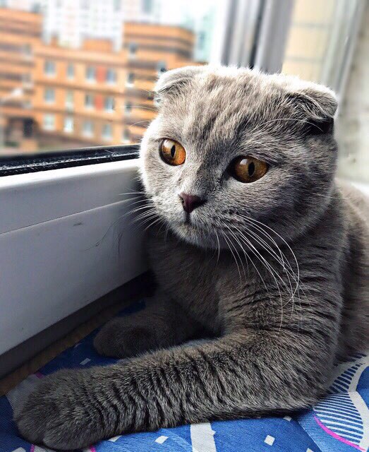 Немного милоты