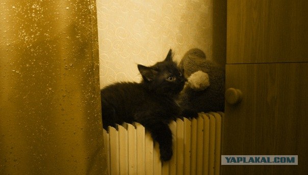 Котовторник 4.01.2011 - первый котовторник года