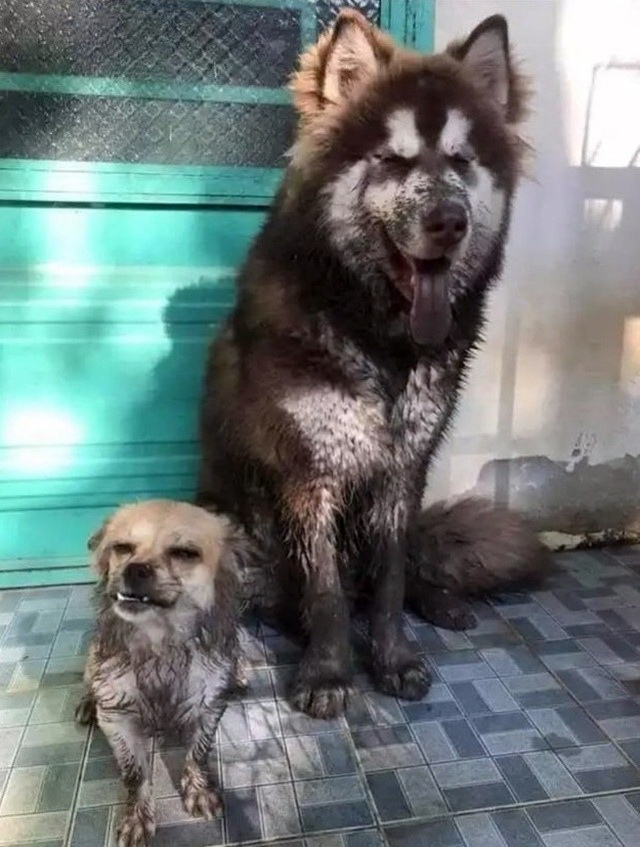Милые животные. Мимиметр сломался